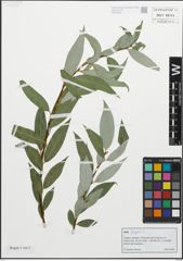 Foto von Salix fragilis L.